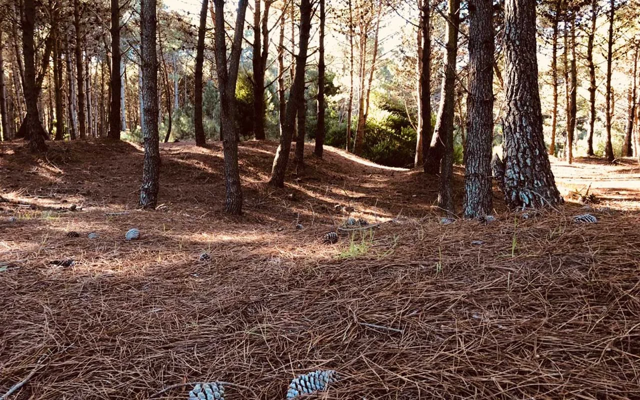 Bosque de pinos en el entorno de Cabañas del Bosque